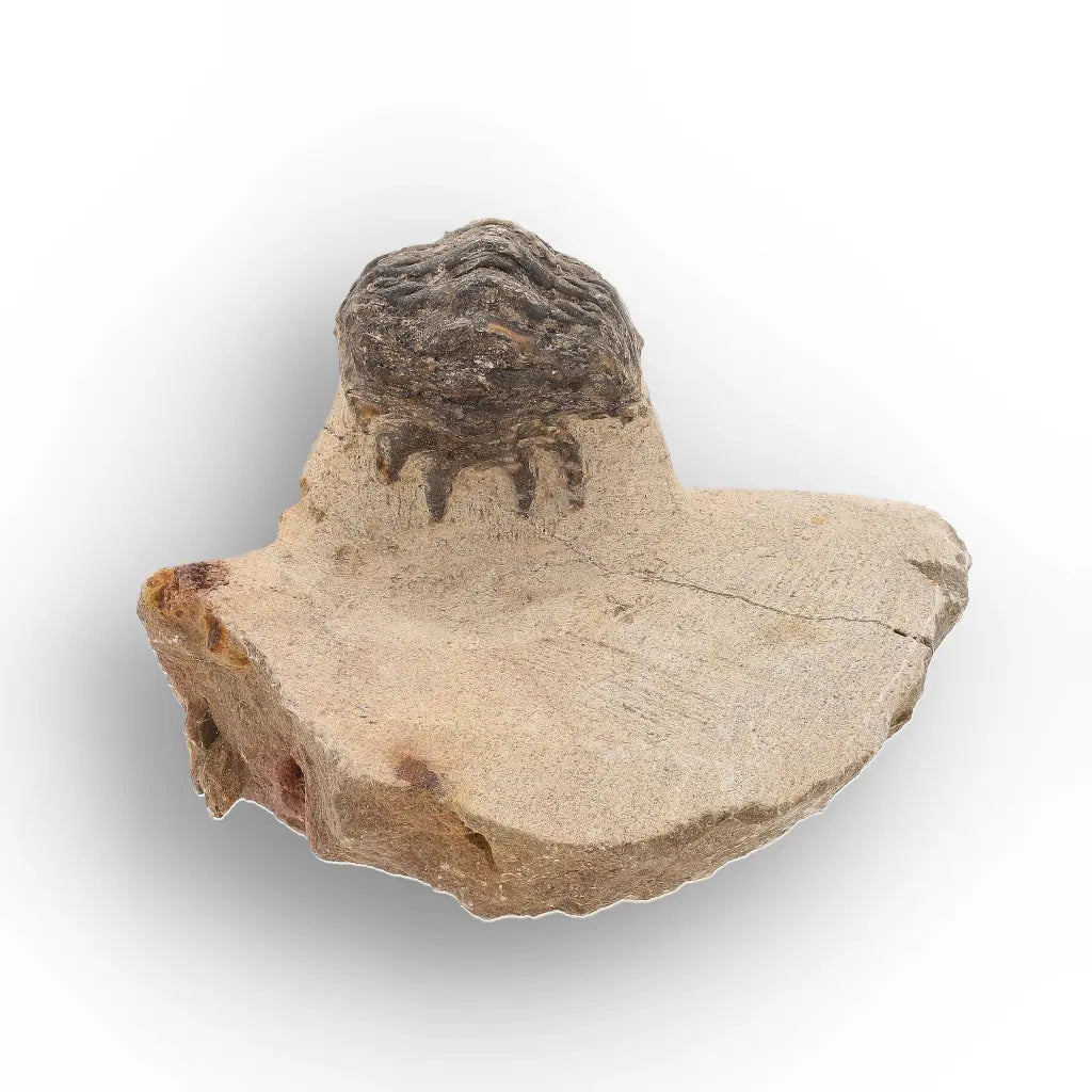 Get your Authentic Morocops Trilobite Fossil – Devonian Morocco Find online now or in store at Forever Gems in Franschhoek, South Africa