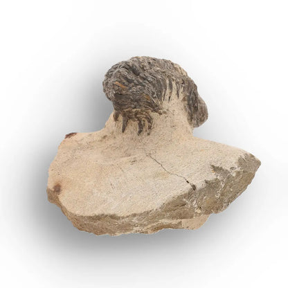 Get your Authentic Morocops Trilobite Fossil – Devonian Morocco Find online now or in store at Forever Gems in Franschhoek, South Africa