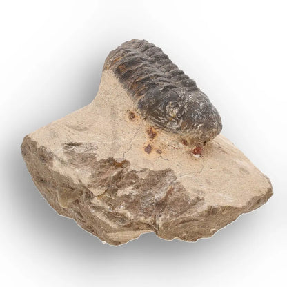 Get your Authentic Morocops Trilobite Fossil from Devonian Morocco online now or in store at Forever Gems in Franschhoek, South Africa
