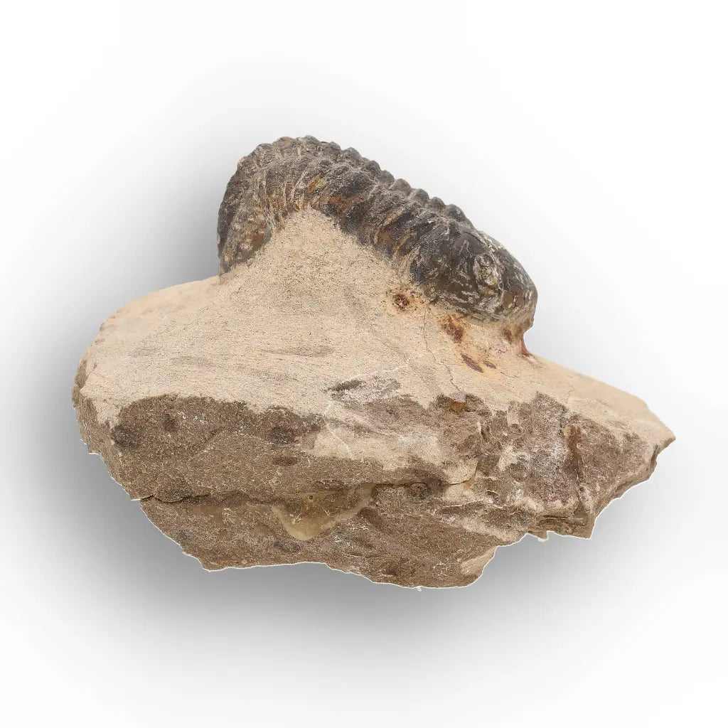 Get your Authentic Morocops Trilobite Fossil from Devonian Morocco online now or in store at Forever Gems in Franschhoek, South Africa