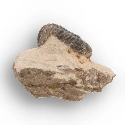 Get your Authentic Morocops Trilobite Fossil from Devonian Morocco online now or in store at Forever Gems in Franschhoek, South Africa