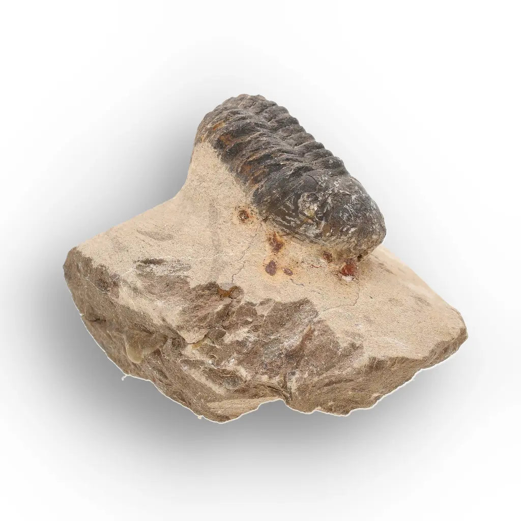 Get your Authentic Morocops Trilobite Fossil from Devonian Morocco online now or in store at Forever Gems in Franschhoek, South Africa