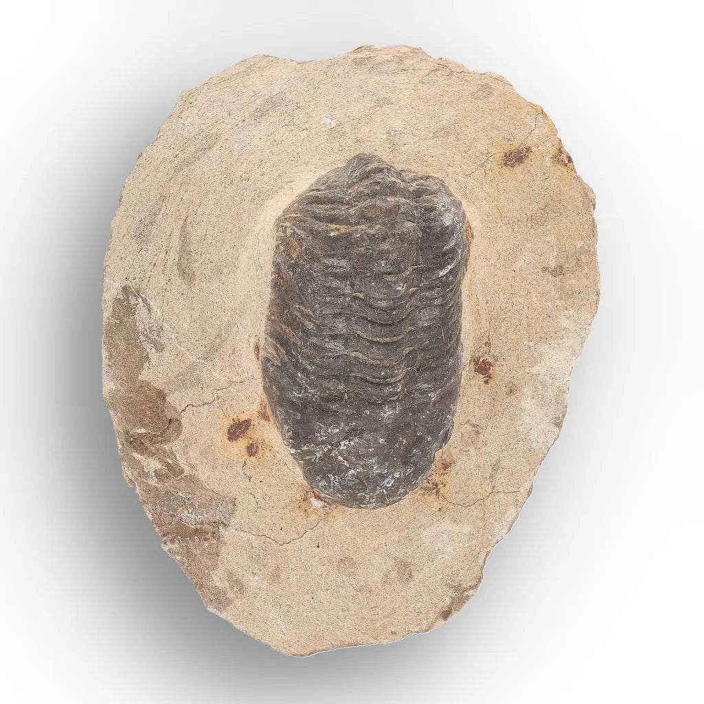 Get your Authentic Morocops Trilobite Fossil from Devonian Morocco online now or in store at Forever Gems in Franschhoek, South Africa