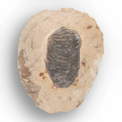 Get your Authentic Morocops Trilobite Fossil from Devonian Morocco online now or in store at Forever Gems in Franschhoek, South Africa