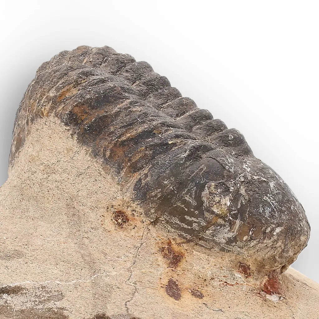 Get your Authentic Morocops Trilobite Fossil from Devonian Morocco online now or in store at Forever Gems in Franschhoek, South Africa
