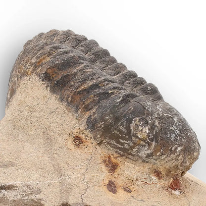 Get your Authentic Morocops Trilobite Fossil from Devonian Morocco online now or in store at Forever Gems in Franschhoek, South Africa