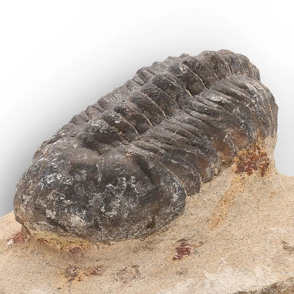 Get your Authentic Morocops Trilobite Fossil from Devonian Morocco online now or in store at Forever Gems in Franschhoek, South Africa