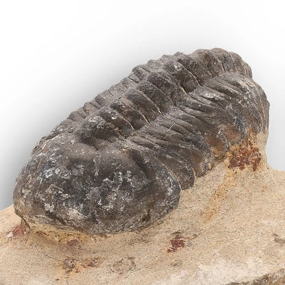 Get your Authentic Morocops Trilobite Fossil from Devonian Morocco online now or in store at Forever Gems in Franschhoek, South Africa