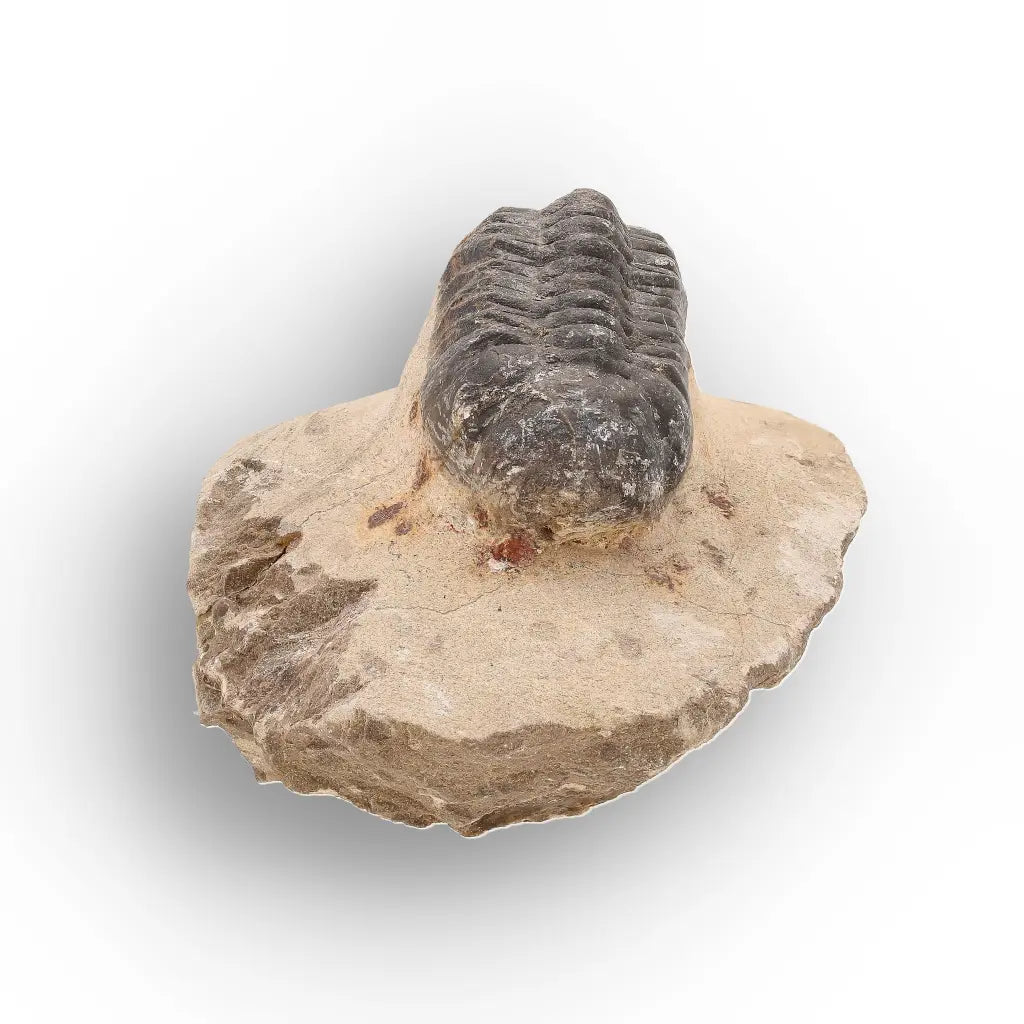 Get your Authentic Morocops Trilobite Fossil from Devonian Morocco online now or in store at Forever Gems in Franschhoek, South Africa