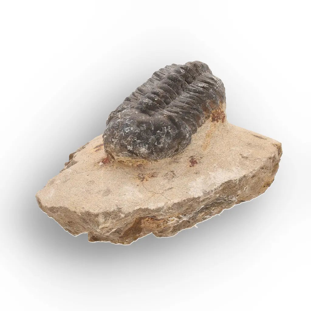 Get your Authentic Morocops Trilobite Fossil from Devonian Morocco online now or in store at Forever Gems in Franschhoek, South Africa