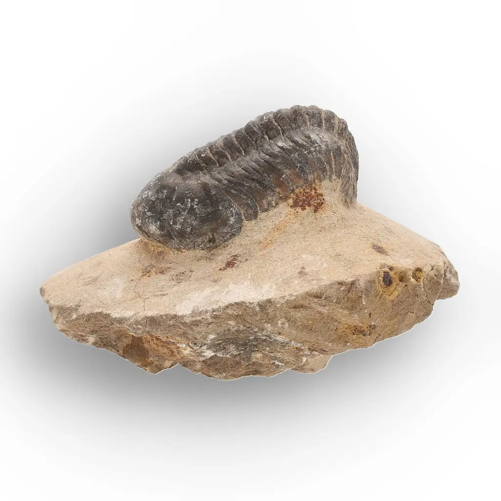 Get your Authentic Morocops Trilobite Fossil from Devonian Morocco online now or in store at Forever Gems in Franschhoek, South Africa