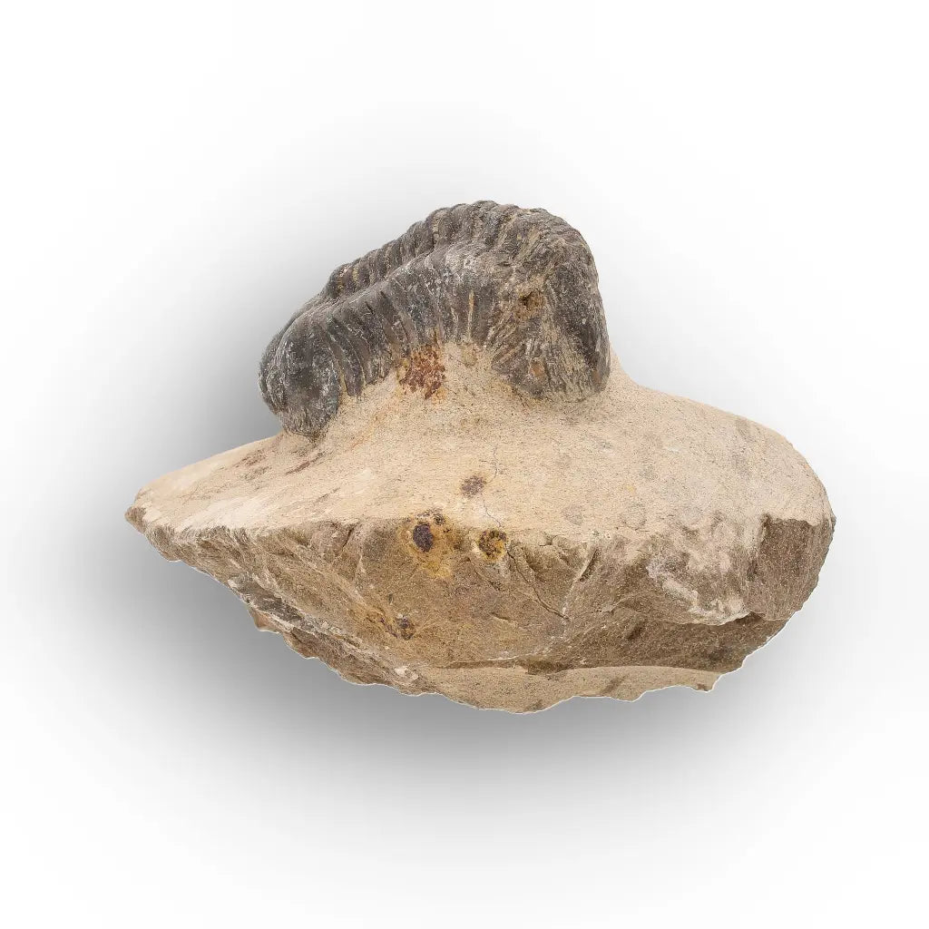 Get your Authentic Morocops Trilobite Fossil from Devonian Morocco online now or in store at Forever Gems in Franschhoek, South Africa