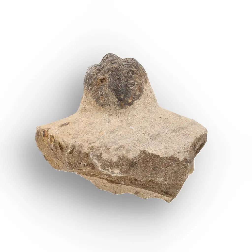 Get your Authentic Morocops Trilobite Fossil from Devonian Morocco online now or in store at Forever Gems in Franschhoek, South Africa