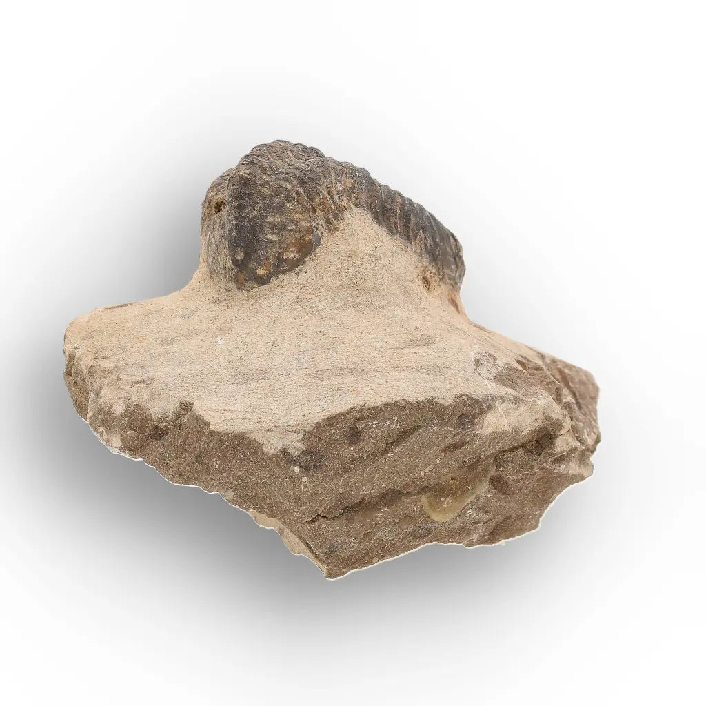 Get your Authentic Morocops Trilobite Fossil from Devonian Morocco online now or in store at Forever Gems in Franschhoek, South Africa