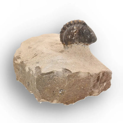 Get your Authentic Morocops Trilobite Fossil – Middle Devonian Find online now or in store at Forever Gems in Franschhoek, South Africa
