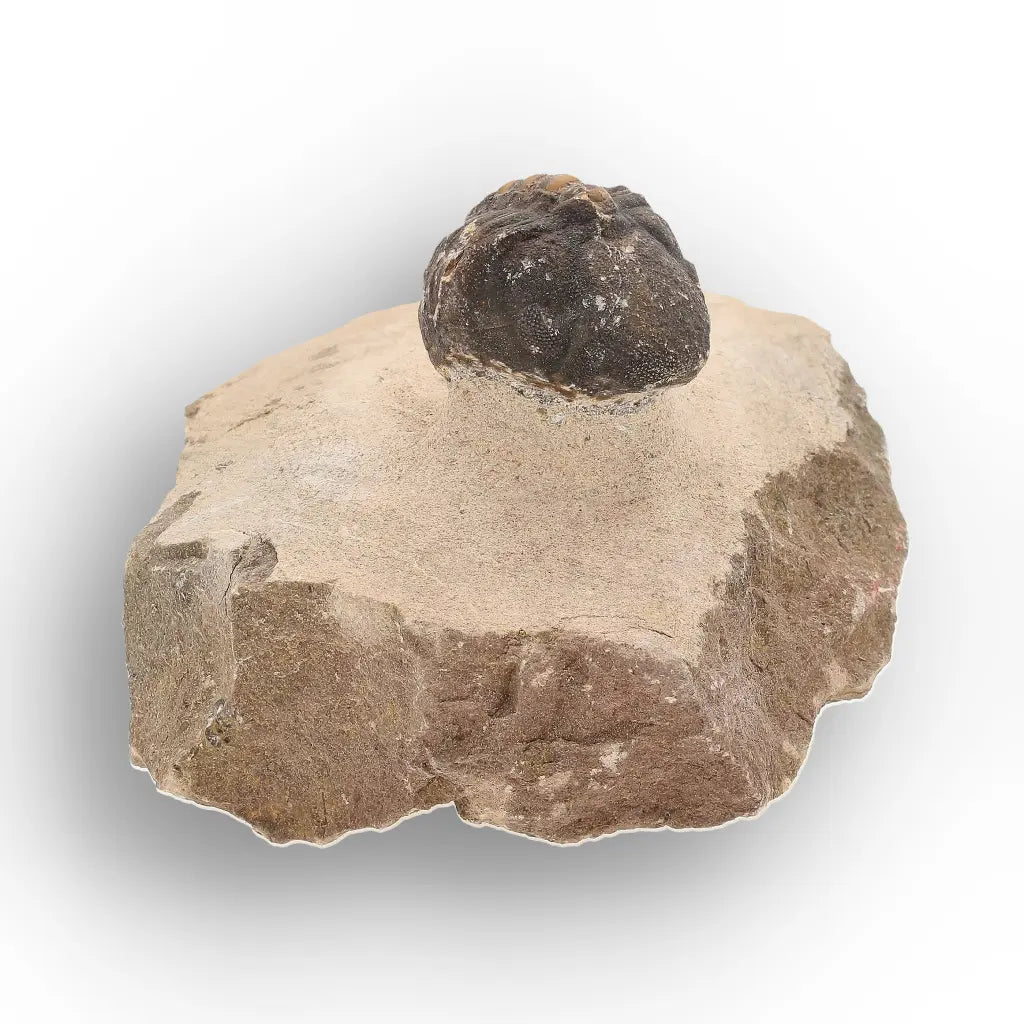 Get your Authentic Morocops Trilobite Fossil – Middle Devonian Find online now or in store at Forever Gems in Franschhoek, South Africa