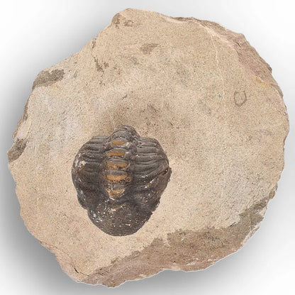 Get your Authentic Morocops Trilobite Fossil – Middle Devonian Find online now or in store at Forever Gems in Franschhoek, South Africa