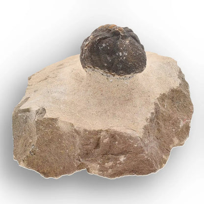 Get your Authentic Morocops Trilobite Fossil – Middle Devonian Find online now or in store at Forever Gems in Franschhoek, South Africa