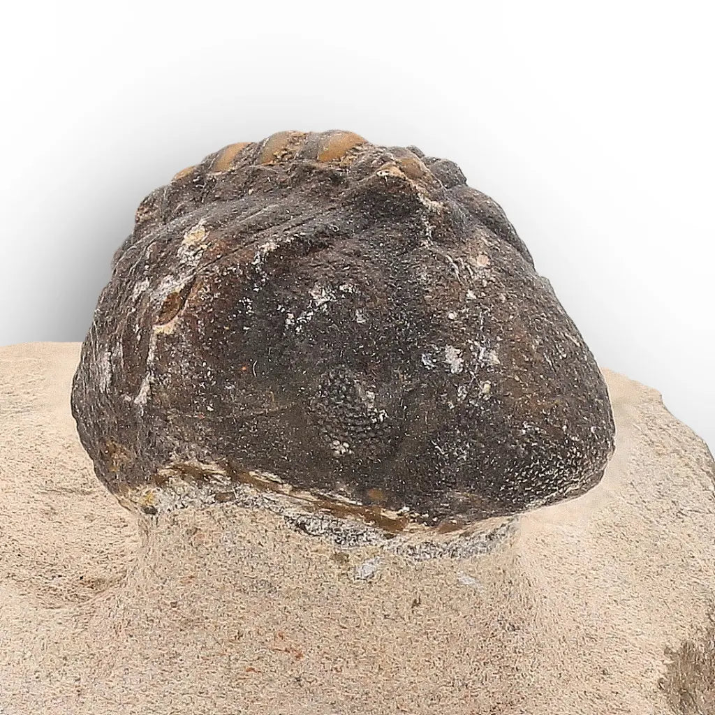 Get your Authentic Morocops Trilobite Fossil – Middle Devonian Find online now or in store at Forever Gems in Franschhoek, South Africa