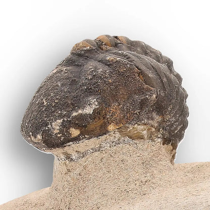 Get your Authentic Morocops Trilobite Fossil – Middle Devonian Find online now or in store at Forever Gems in Franschhoek, South Africa