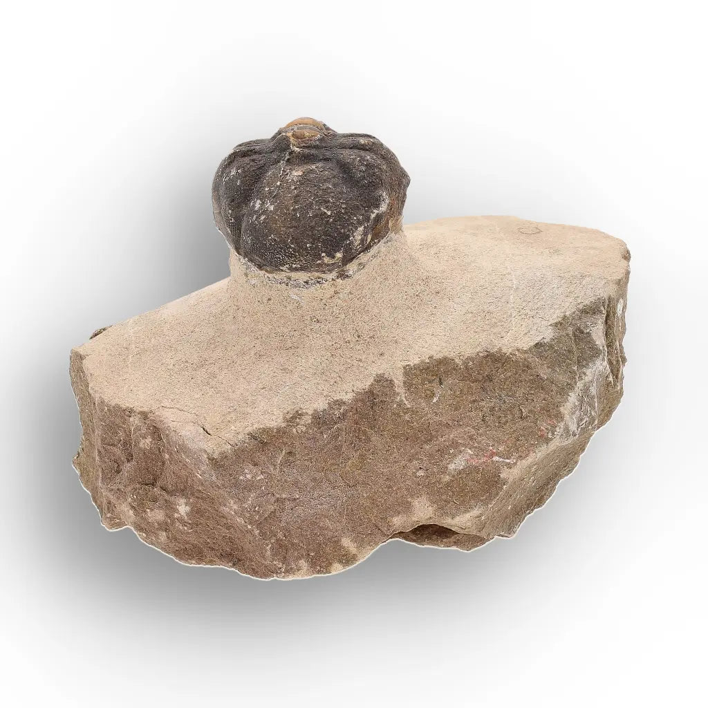 Get your Authentic Morocops Trilobite Fossil – Middle Devonian Find online now or in store at Forever Gems in Franschhoek, South Africa