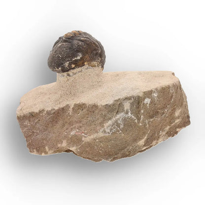 Get your Authentic Morocops Trilobite Fossil – Middle Devonian Find online now or in store at Forever Gems in Franschhoek, South Africa