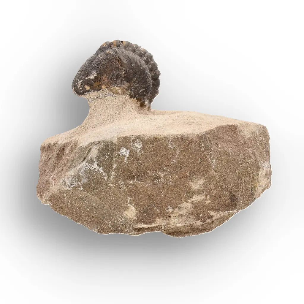 Get your Authentic Morocops Trilobite Fossil – Middle Devonian Find online now or in store at Forever Gems in Franschhoek, South Africa