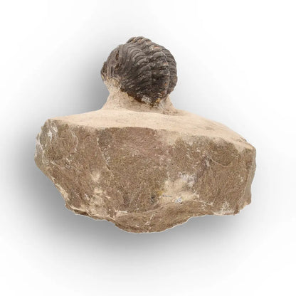 Get your Authentic Morocops Trilobite Fossil – Middle Devonian Find online now or in store at Forever Gems in Franschhoek, South Africa