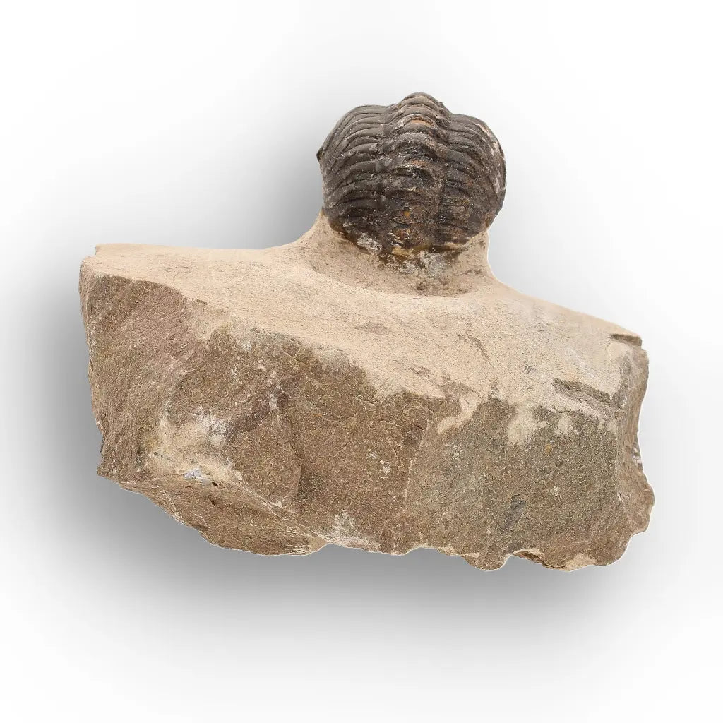 Get your Authentic Morocops Trilobite Fossil – Middle Devonian Find online now or in store at Forever Gems in Franschhoek, South Africa