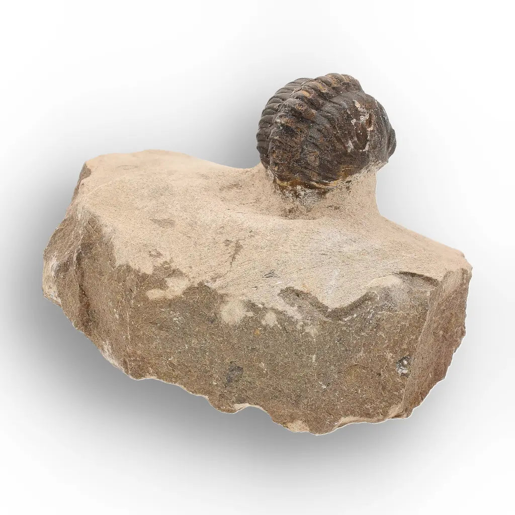 Get your Authentic Morocops Trilobite Fossil – Middle Devonian Find online now or in store at Forever Gems in Franschhoek, South Africa