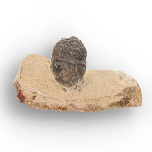 Get your Small Morocops Trilobite Fossil – Authentic Devonian Fossil from Morocco online now or in store at Forever Gems in Franschhoek, South Africa