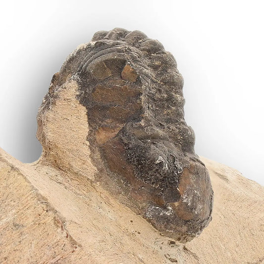 Get your Small Morocops Trilobite Fossil – Authentic Devonian Fossil from Morocco online now or in store at Forever Gems in Franschhoek, South Africa