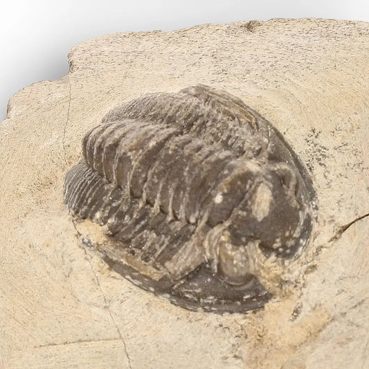 Get your Morocops Trilobite Fossil in Matrix – Devonian Fossil Specimen Morocco online now or in store at Forever Gems in Franschhoek, South Africa