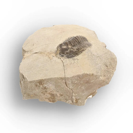 Get your Morocops Trilobite Fossil in Matrix – Devonian Fossil Specimen Morocco online now or in store at Forever Gems in Franschhoek, South Africa