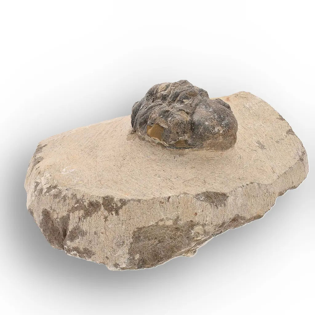 Get your Authentic Morocops Trilobite Fossil – Middle Devonian Find online now or in store at Forever Gems in Franschhoek, South Africa