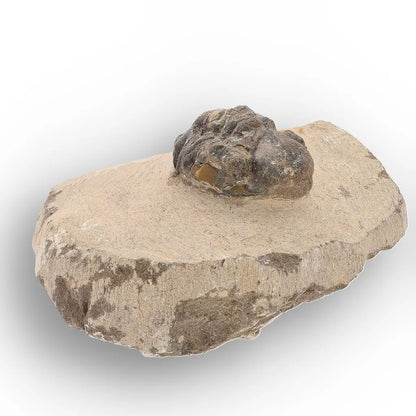Get your Authentic Morocops Trilobite Fossil – Middle Devonian Find online now or in store at Forever Gems in Franschhoek, South Africa
