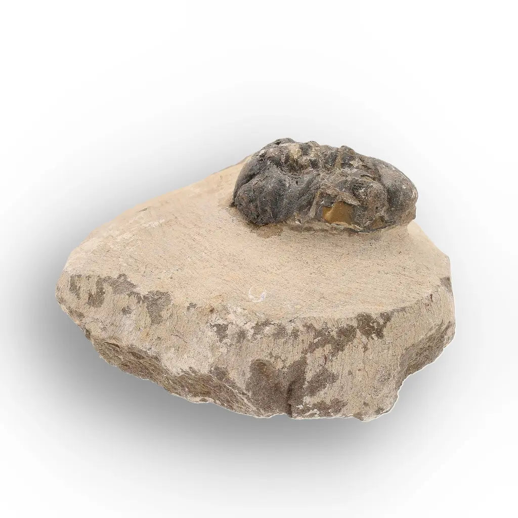 Get your Authentic Morocops Trilobite Fossil – Middle Devonian Find online now or in store at Forever Gems in Franschhoek, South Africa