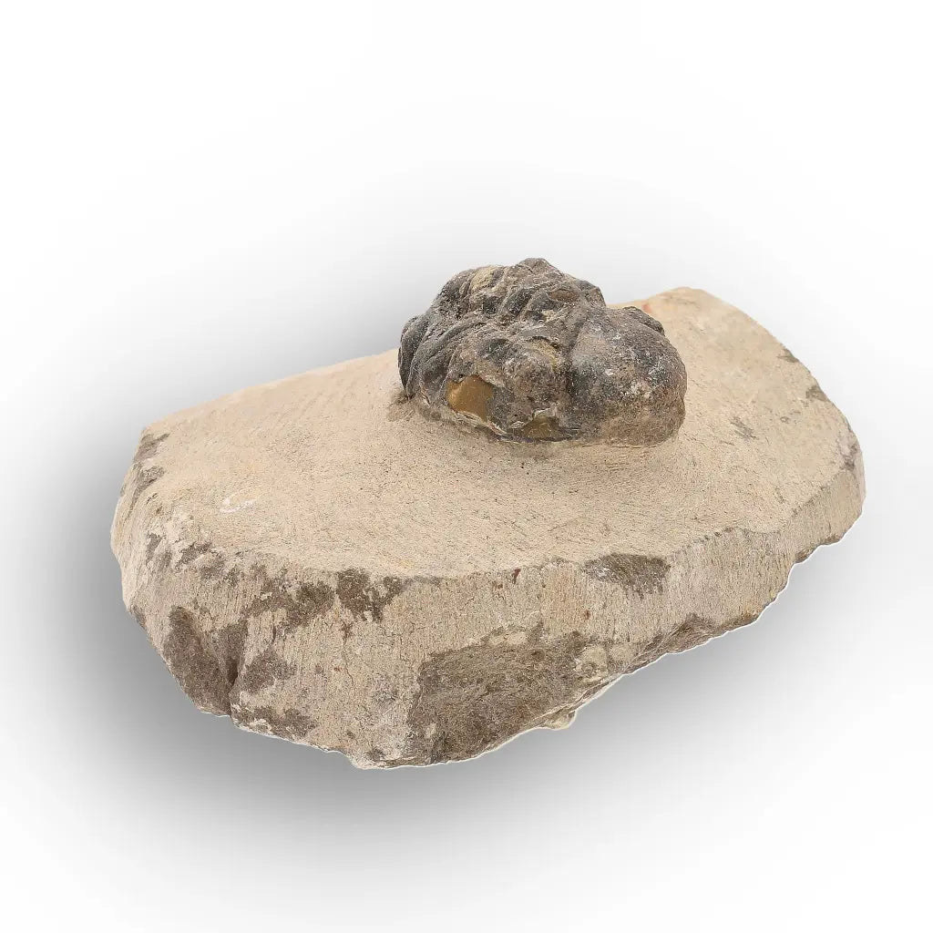 Get your Authentic Morocops Trilobite Fossil – Middle Devonian Find online now or in store at Forever Gems in Franschhoek, South Africa