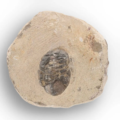 Get your Authentic Morocops Trilobite Fossil – Middle Devonian Find online now or in store at Forever Gems in Franschhoek, South Africa