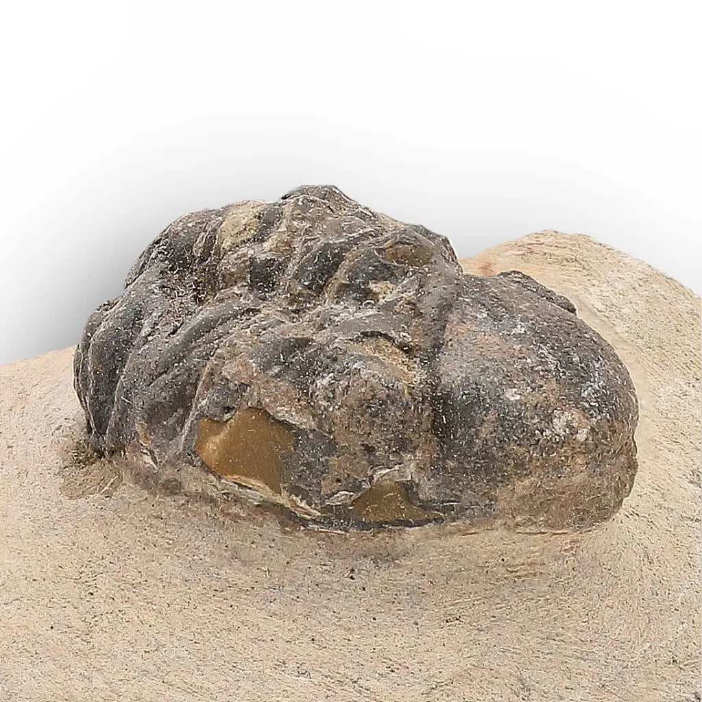 Get your Authentic Morocops Trilobite Fossil – Middle Devonian Find online now or in store at Forever Gems in Franschhoek, South Africa