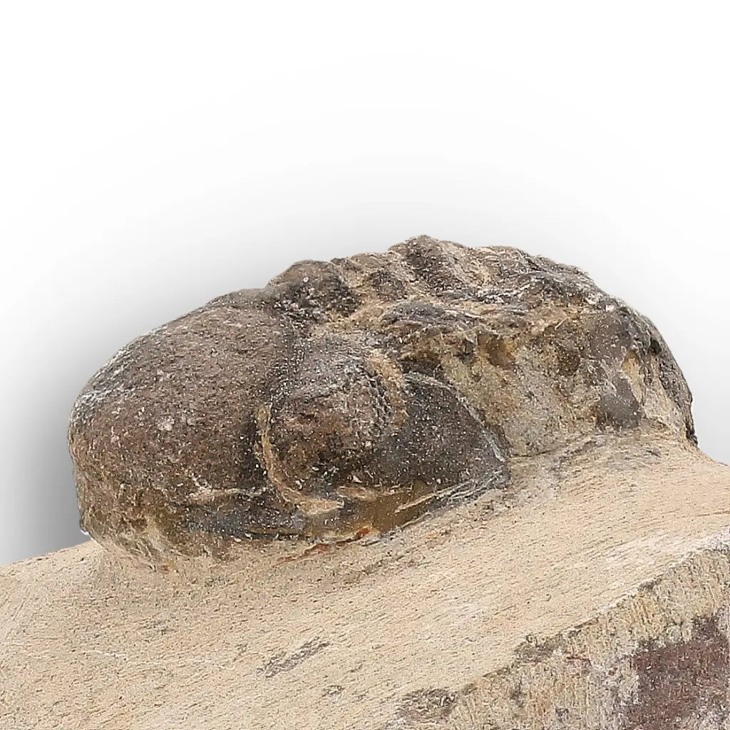 Get your Authentic Morocops Trilobite Fossil – Middle Devonian Find online now or in store at Forever Gems in Franschhoek, South Africa