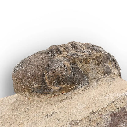 Get your Authentic Morocops Trilobite Fossil – Middle Devonian Find online now or in store at Forever Gems in Franschhoek, South Africa