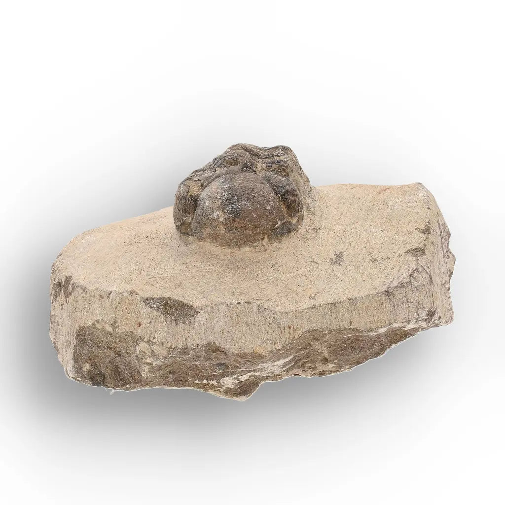 Get your Authentic Morocops Trilobite Fossil – Middle Devonian Find online now or in store at Forever Gems in Franschhoek, South Africa