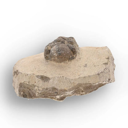 Get your Authentic Morocops Trilobite Fossil – Middle Devonian Find online now or in store at Forever Gems in Franschhoek, South Africa