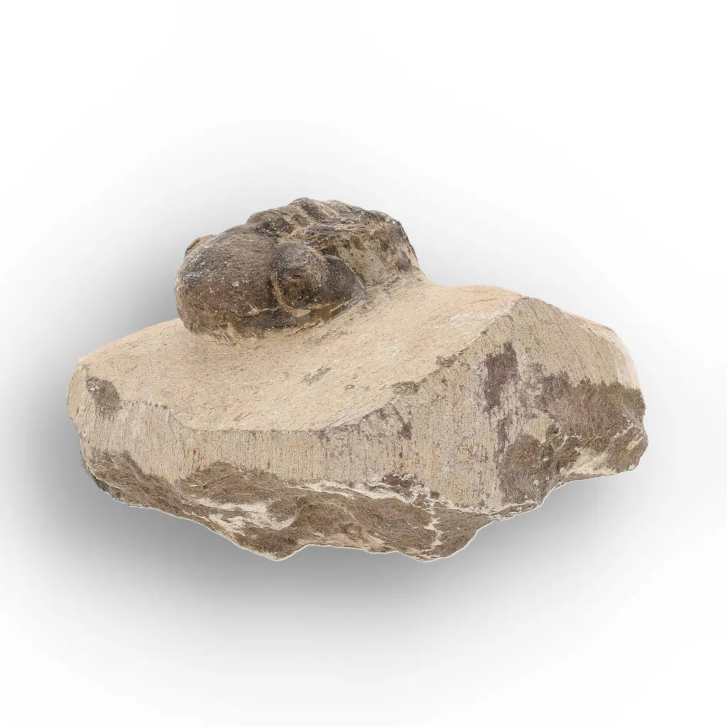 Get your Authentic Morocops Trilobite Fossil – Middle Devonian Find online now or in store at Forever Gems in Franschhoek, South Africa
