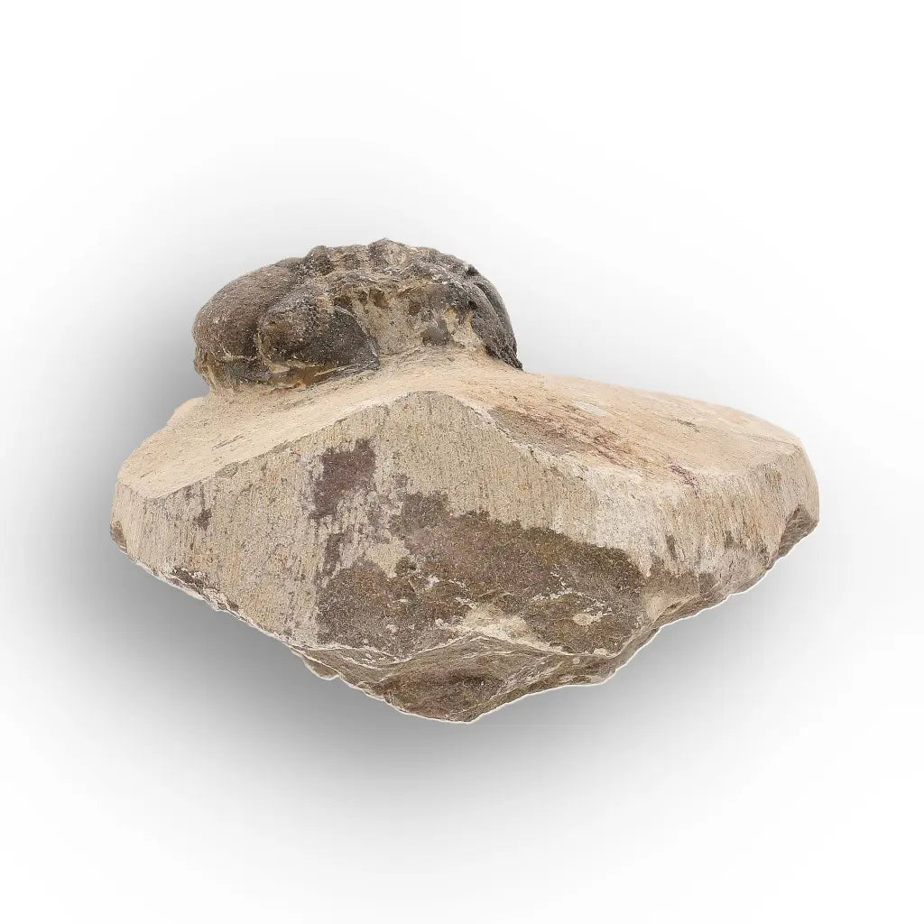 Get your Authentic Morocops Trilobite Fossil – Middle Devonian Find online now or in store at Forever Gems in Franschhoek, South Africa