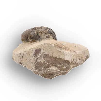 Get your Authentic Morocops Trilobite Fossil – Middle Devonian Find online now or in store at Forever Gems in Franschhoek, South Africa