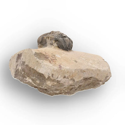 Get your Authentic Morocops Trilobite Fossil – Middle Devonian Find online now or in store at Forever Gems in Franschhoek, South Africa