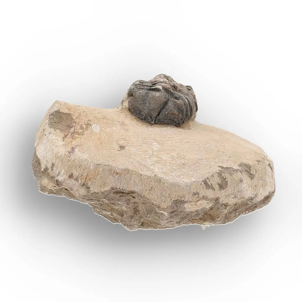 Get your Authentic Morocops Trilobite Fossil – Middle Devonian Find online now or in store at Forever Gems in Franschhoek, South Africa