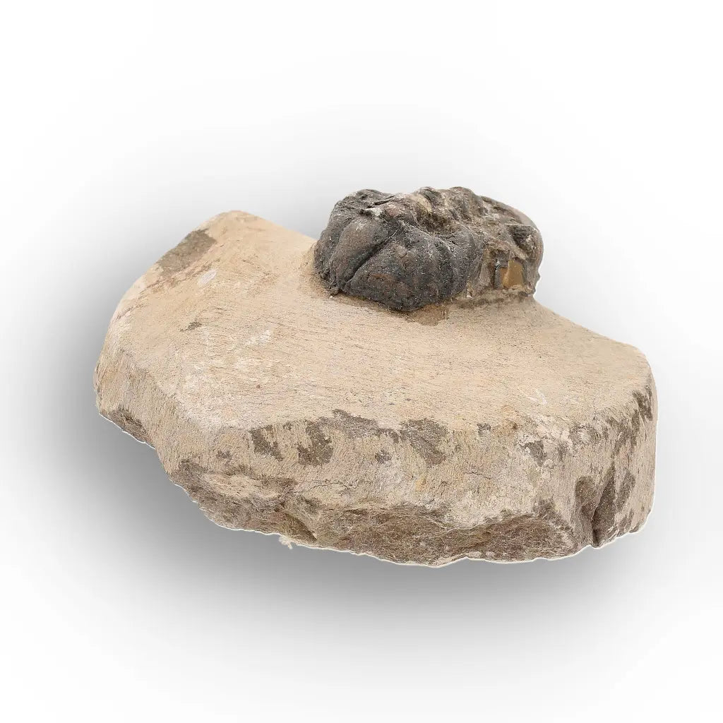 Get your Authentic Morocops Trilobite Fossil – Middle Devonian Find online now or in store at Forever Gems in Franschhoek, South Africa